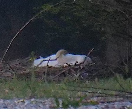 Cigno reale  - Angelo Pasqua