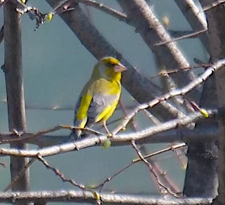 Verdone  - Angelo Pasqua