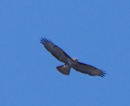 Poiana  - Angelo Pasqua