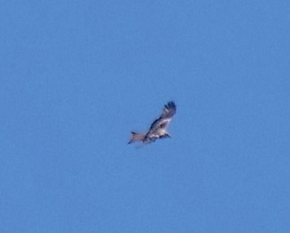 Nibbio reale  - Angelo Pasqua