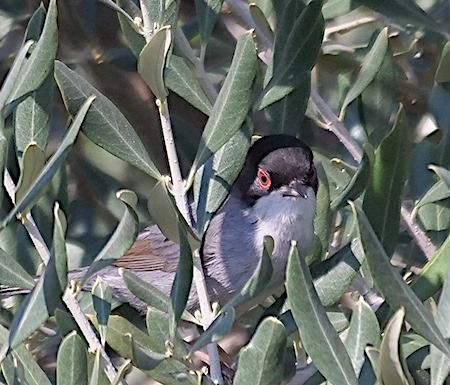 Samtkopfgrasmücke  - Angelo Pasqua