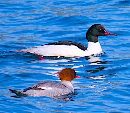 Smergo maggiore  - Angelo Pasqua