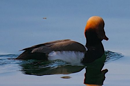 Fistione turco  - Angelo Pasqua