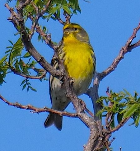 Verzellino  - Angelo Pasqua
