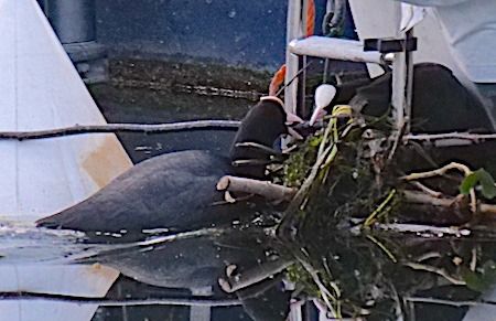 Folaga  - Angelo Pasqua