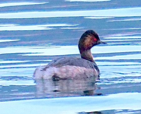 Svasso piccolo  - Angelo Pasqua