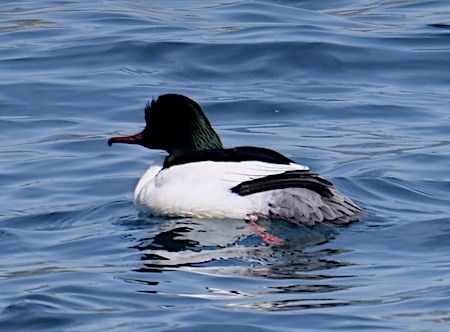 Smergo maggiore  - Angelo Pasqua