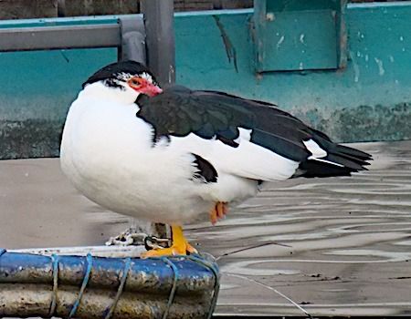 Anatra muta  - Angelo Pasqua