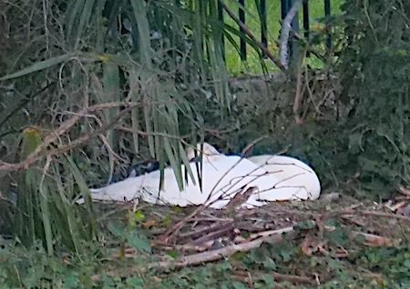 Cigno reale  - Angelo Pasqua