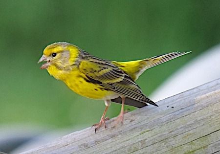 Verzellino  - Angelo Pasqua