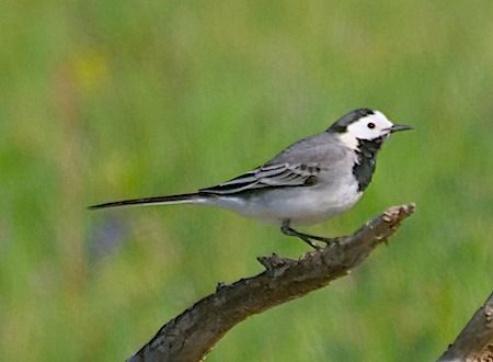 Ballerina bianca  - Angelo Pasqua