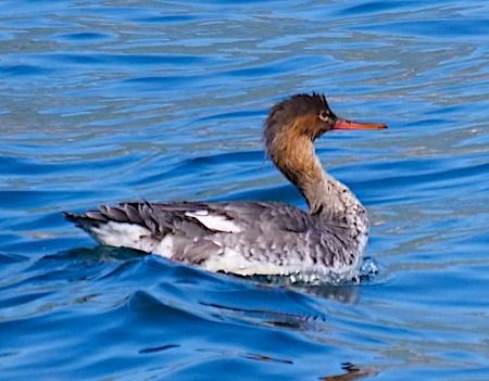 Smergo maggiore  - Angelo Pasqua