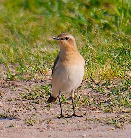 Culbianco  - Angelo Pasqua
