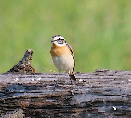 Stiaccino  - Angelo Pasqua