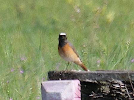 Codirosso  - Angelo Pasqua