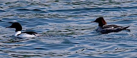 Smergo maggiore  - Angelo Pasqua