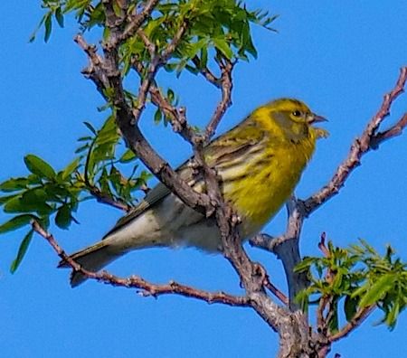 Verzellino  - Angelo Pasqua