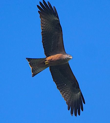 Nibbio bruno  - Angelo Pasqua