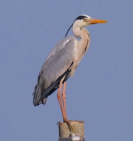 Airone cenerino  - Angelo Pasqua