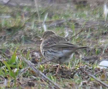 Spioncello  - Angelo Pasqua