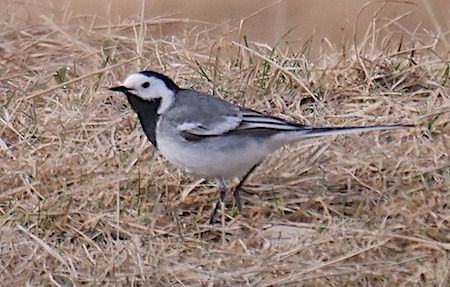Ballerina bianca  - Angelo Pasqua