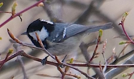 Cincia mora  - Angelo Pasqua
