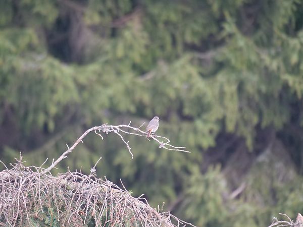 Codirosso spazzacamino  - Angelo Pasqua