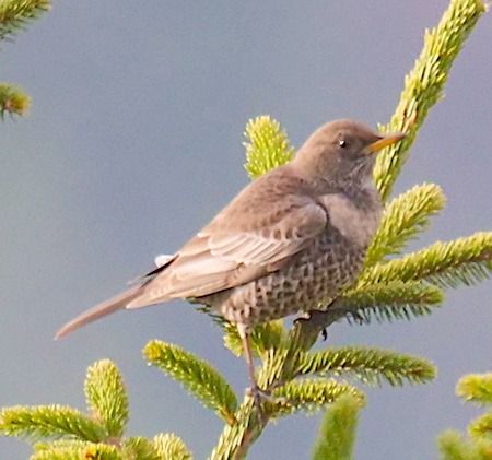 Merlo dal collare  - Angelo Pasqua