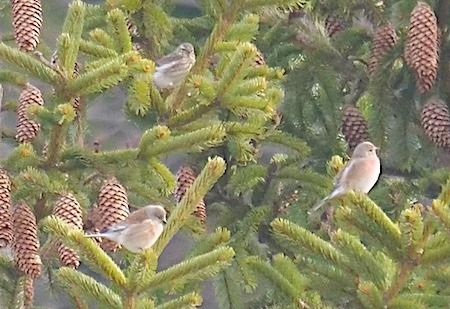 Fanello  - Angelo Pasqua