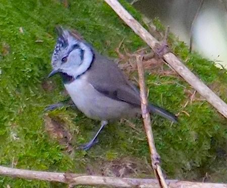 Cincia dal ciuffo  - Angelo Pasqua