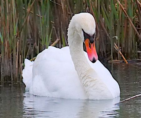 Cigno reale  - Angelo Pasqua
