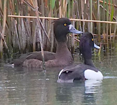 Moretta  - Angelo Pasqua