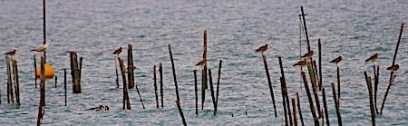 Chiurlo piccolo  - Angelo Pasqua