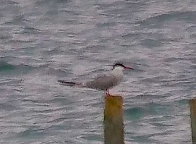 Sterna comune  - Angelo Pasqua