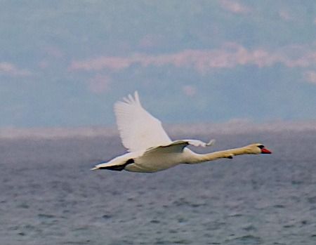 Cigno reale  - Angelo Pasqua