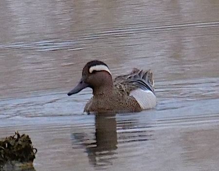 Marzaiola  - Angelo Pasqua