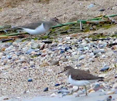 Piro-piro piccolo  - Angelo Pasqua