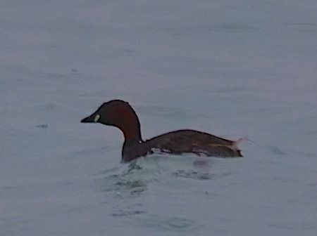 Tuffetto  - Angelo Pasqua