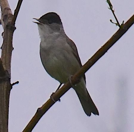 Capinera  - Angelo Pasqua