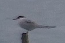 Sterna comune  - Angelo Pasqua