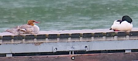 Smergo maggiore  - Angelo Pasqua