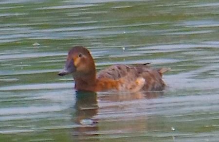 Moriglione  - Angelo Pasqua