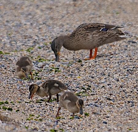Germano reale  - Angelo Pasqua