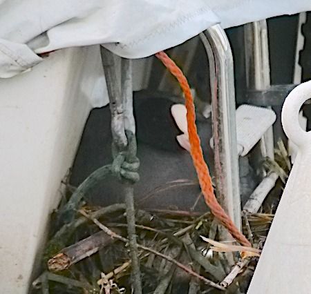 Folaga  - Angelo Pasqua