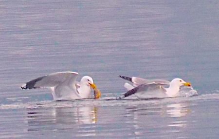 Gabbiano reale  - Angelo Pasqua