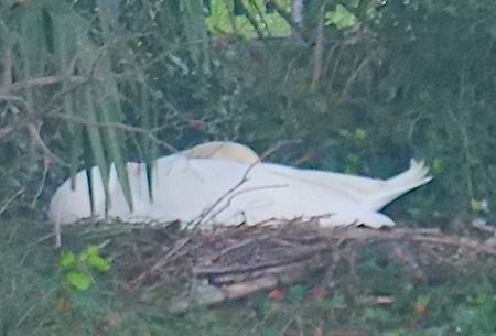 Cigno reale  - Angelo Pasqua