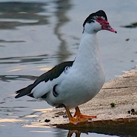 Anatra muta  - Angelo Pasqua