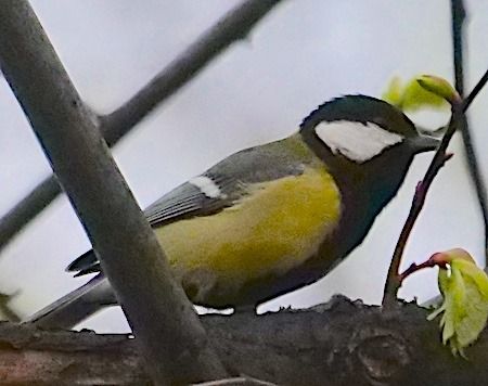 Cinciallegra  - Angelo Pasqua