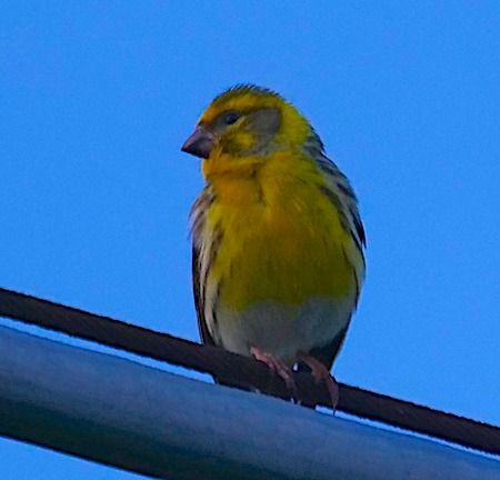 Verzellino  - Angelo Pasqua