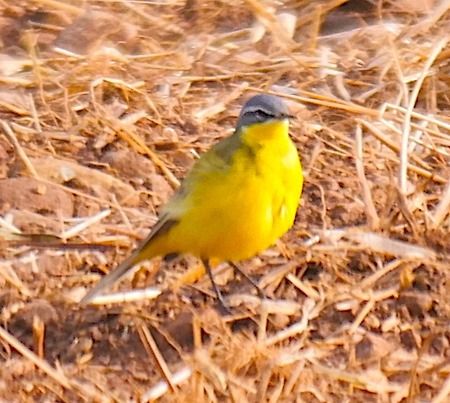 Cutrettola  - Angelo Pasqua